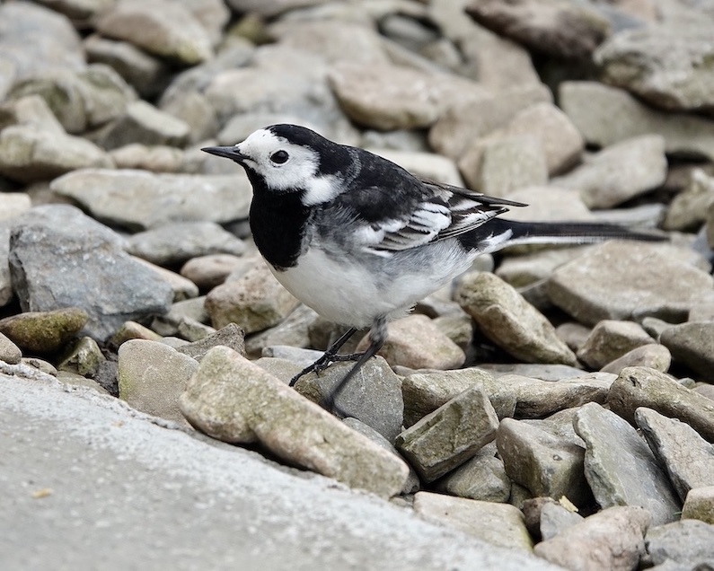pied wagtail